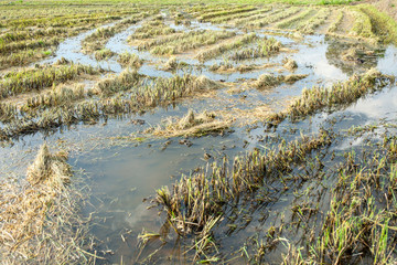 Naklejka premium dirty paddy after take the rice 