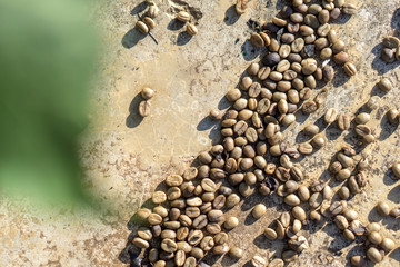 Red berries coffee bean