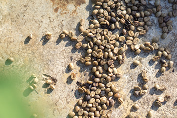 Red berries coffee bean