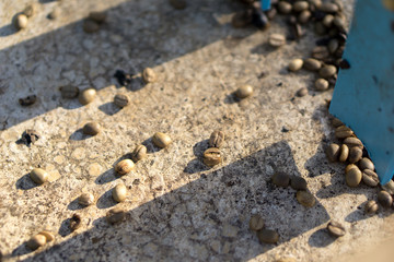 Red berries coffee bean