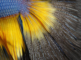 Texture of tail siamese fighting fish, Betta Splendens