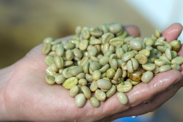 Red berries coffee bean