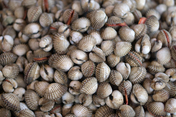 grilled cockle seashell