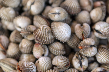 grilled cockle seashell