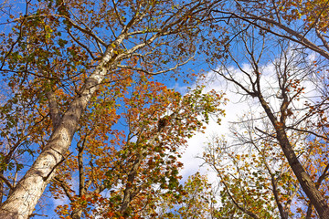 Windy morning among tall deciduous trees in late fall. Autumn with tall deciduous trees and blue cloudy sky.