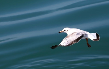 Seagull