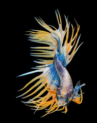 Betta fish, siamese fighting fish, betta splendens isolated on b