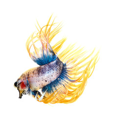 Betta fish, siamese fighting fish, betta splendens (Crown Tail)