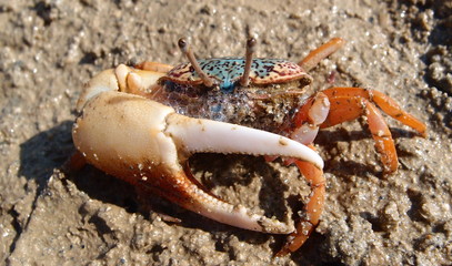 Uka Crab defending his territory with his big arm   while ebb-tide. Phuket. Thailand
