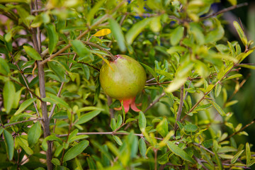 Jardin Majorelle in Marrakesh - pomegranate