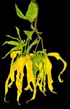  fleurs d'ylang-ylang sur fond noir