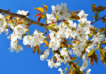 White sakura flower blooming on blue sky background