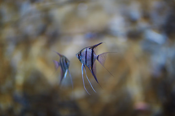 Some types of exotic fishes in aquarium