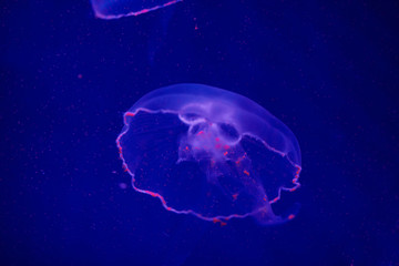 Beautiful medusa in big aquarium