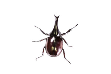 Rhinoceros beetle isolated on white background