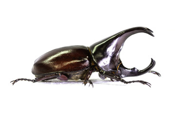 Rhinoceros beetle isolated on white background