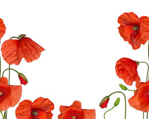 isolated red poppy flowers half frame