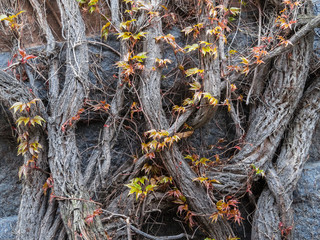 The old bound branches on a stone wall