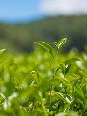 Green tea leaf, Chiang Mai