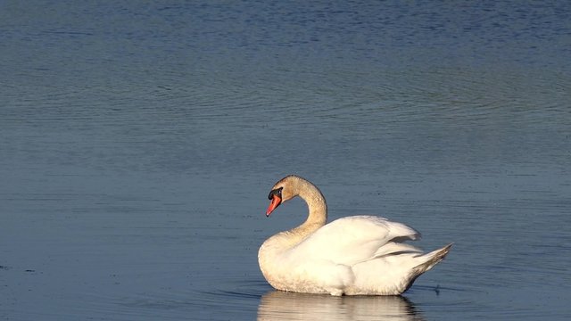 Swan in preening on the lake 