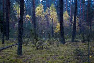 autumn in the forest