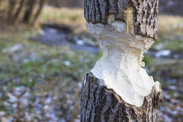 Tree gnawed by beavers © Marcin Michalczyk