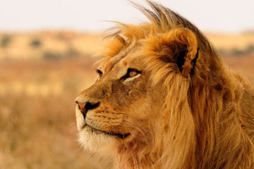 Fototapeta na wymiar Black mane lion