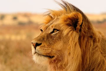 Photo sur Plexiglas Lion Lion à crinière noire
