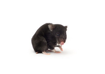 Fototapeta na wymiar black hamster