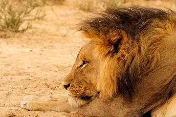 Black mane lion resting