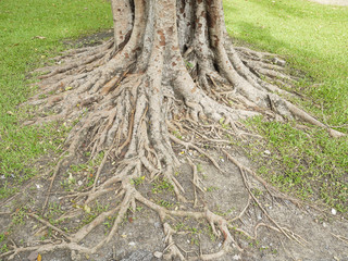 The roots of the banyan forest
