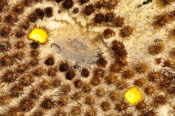 Closeup on the flowers of a golden barrel cactus