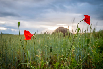 Poppy flower blossoming in a green field