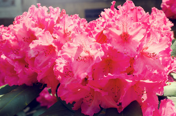 rhododendron