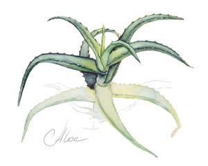 Botanical illustration of Aloe Vera. Original hand drawn watercolor painting.