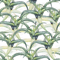 Seamless pattern with green Aloe Vera. Original hand drawn watercolor pattern.