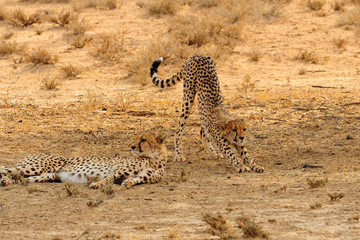 Cheetahs resting