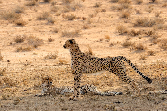 Cheetahs resting and stretching