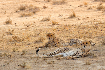 Cheetahs resting