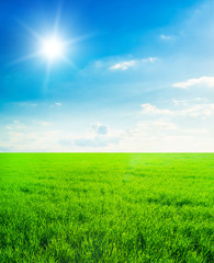 Fototapeta na wymiar Background image of lush grass field under blue sky