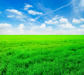 Background image of lush grass field under blue sky