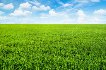 Obraz premium Meadow