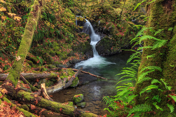 Fototapeta premium Waterfall in the Quinault State Park, Olympic Peninsula, Washington, USA