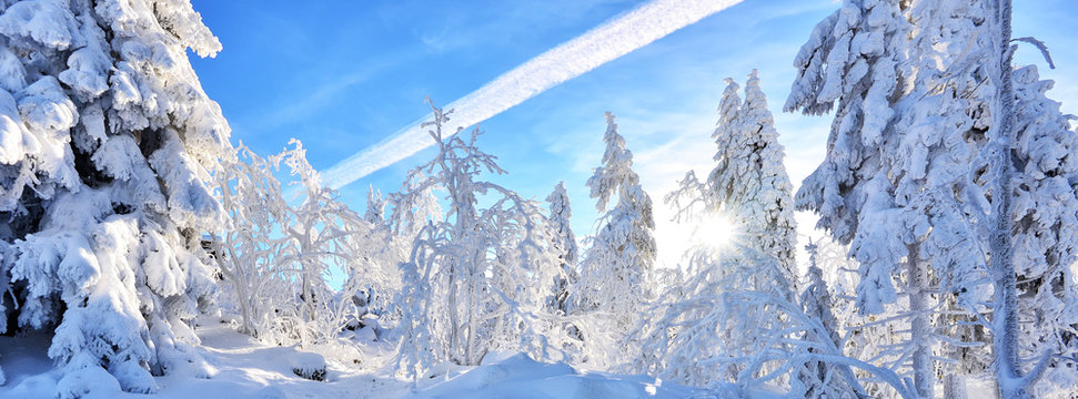Fototapeta Winter Panorama Landschaft Wald