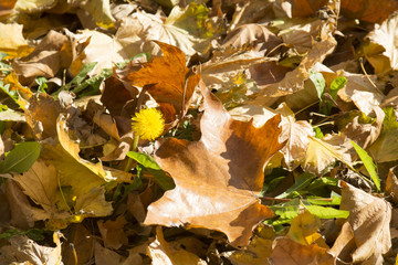 Autumn leaves