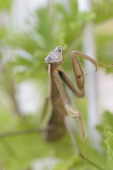 オオカマキリ　縦