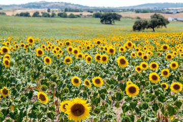Obraz premium Sunflowers