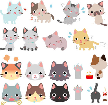 猫の病気と怪我、異常