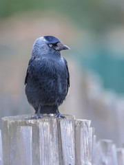 Western Jackdaw looking