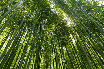 Fototapeta na wymiar Bamboo forest with morning sunlight